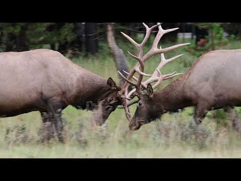 Elk Fight Practice Skirmish   Yellowstone Bull Elk Rut