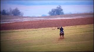 Cuartos de Final Campeonato de Galgos de España. Nava del REY. 2024.  2 Collera.