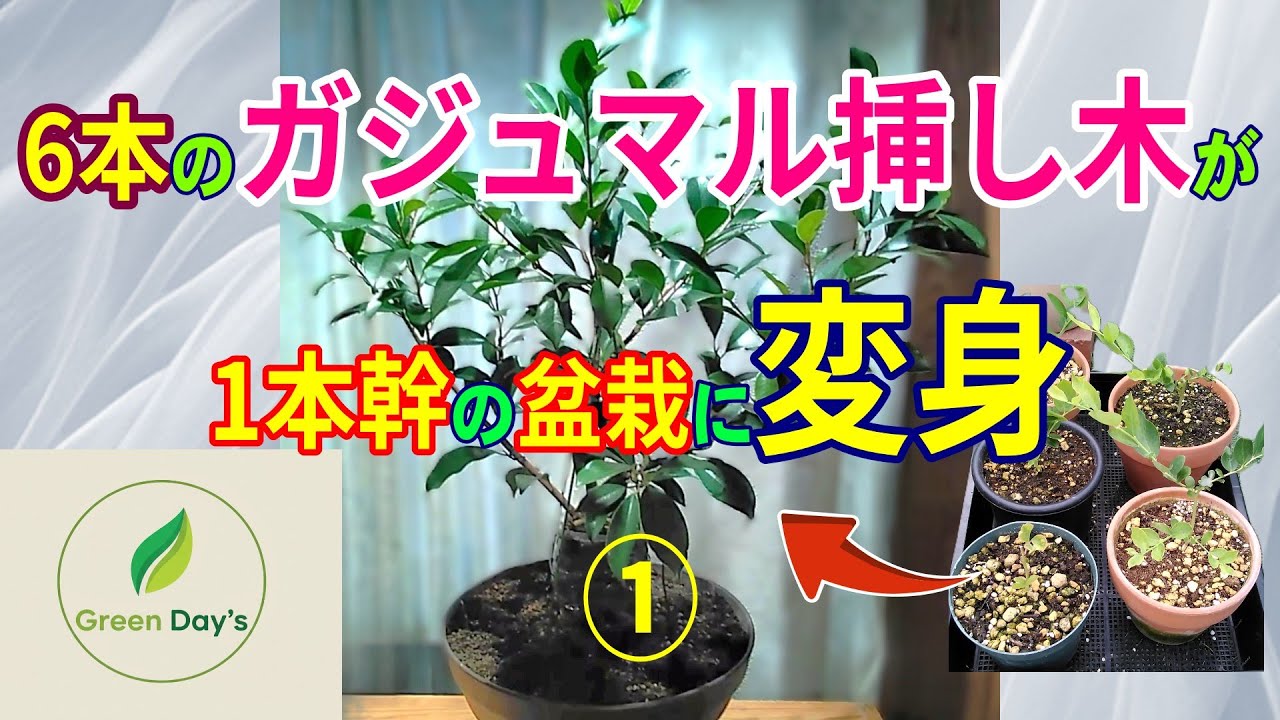 第５回ガジュマル絡め幹盆栽製作①【Green Day’ｓ】2025年12月21日 ガジュマル６本の挿し木を１本の幹にする方法をご紹介致します。