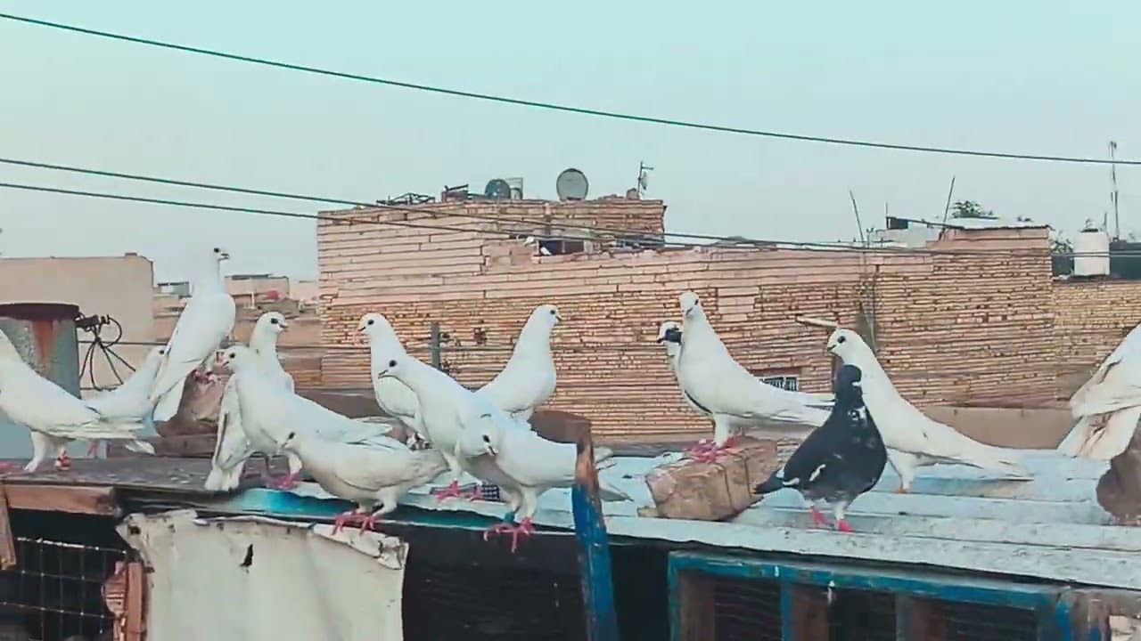 اطيرت الحمر🕊اطيور كلها ثكال ماطيرن🕊اصورت خانات والفراغ🕊