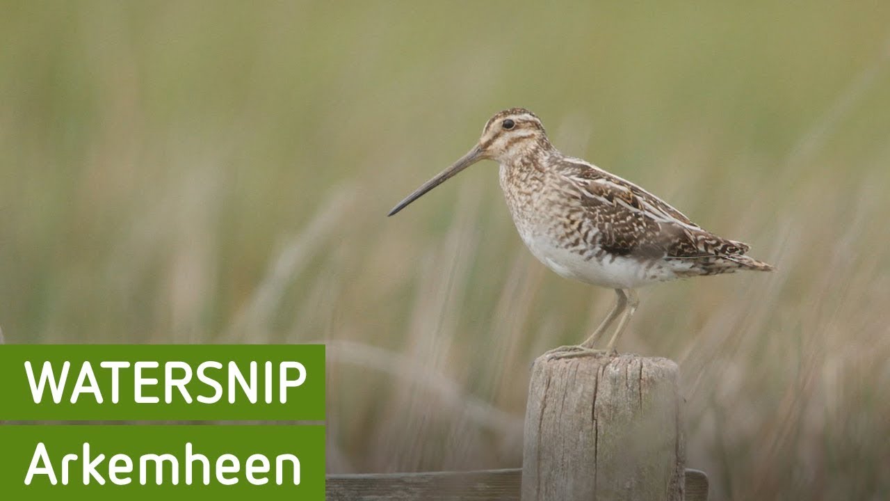 Watersnip | Arkemheen