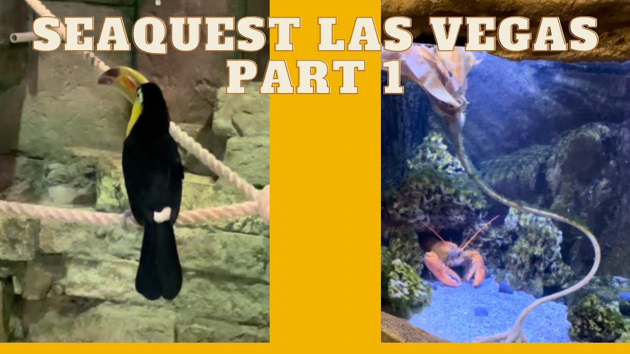SeaQuest,Las Vegas,an interactive aquarium,Part 1 YouTube