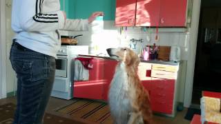 Salsa the dog doing tricks. by SalsaTheBorzoi 1,123 views 10 years ago 20 seconds