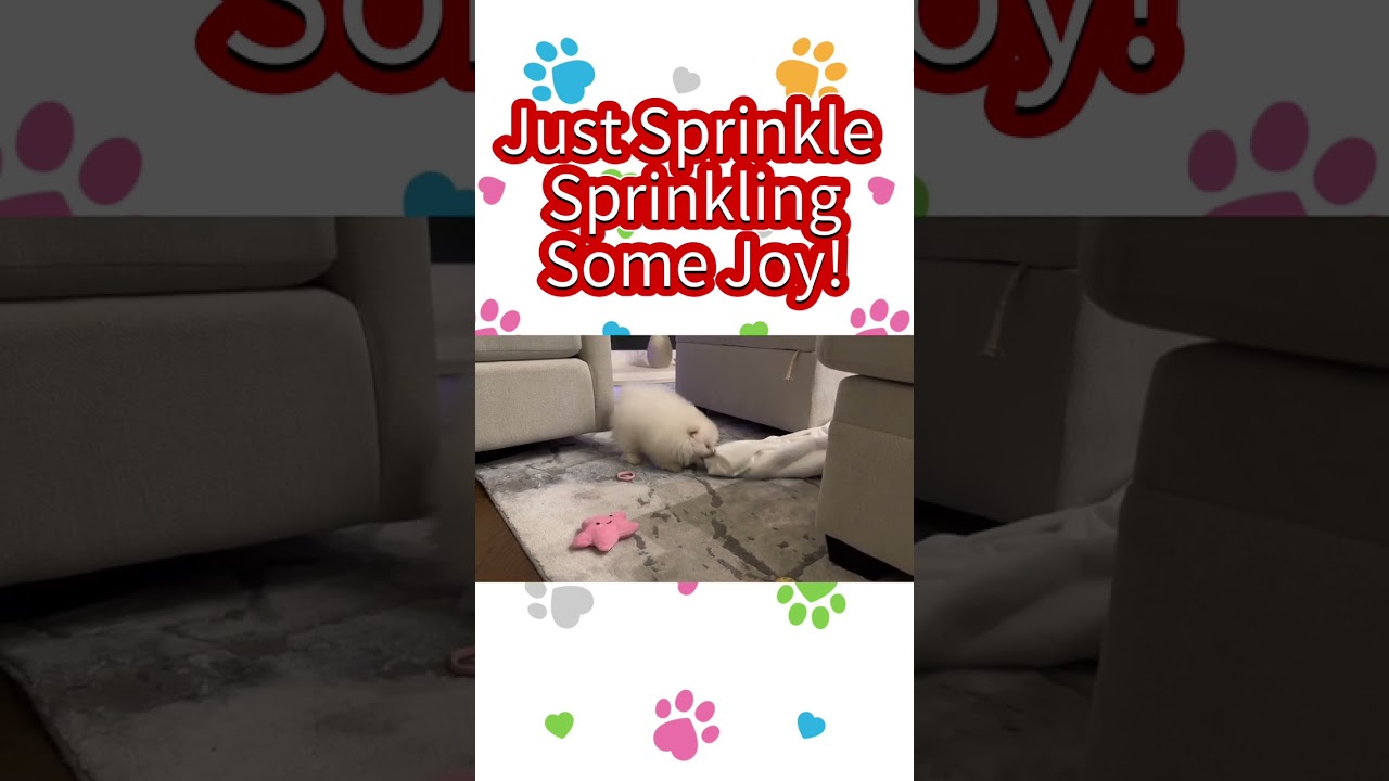 Meet Our Happy Dog Sprinkle 🐾😊