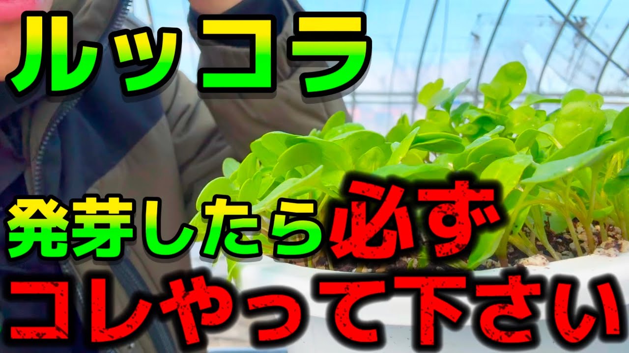 【ルッコラ】そのままでは大きくなりません。発芽したら必ずコレやって下さい！