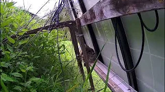 Robin feeds babies in nest,  then cleans up droppings