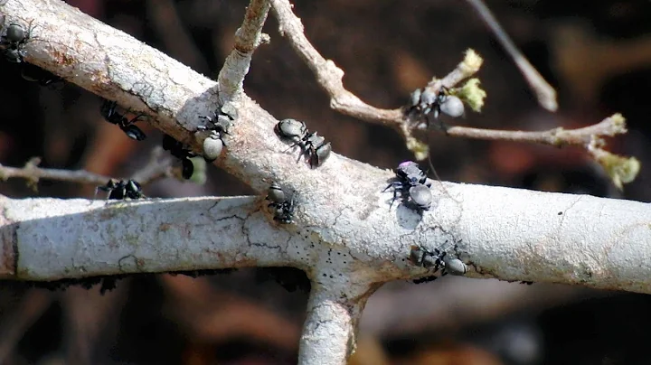 Stanford researcher uses ant network as basis for algorithm - DayDayNews