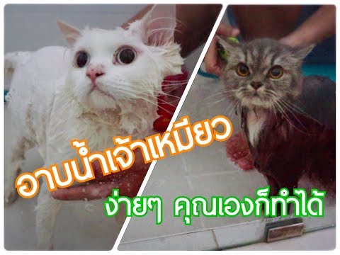How to อาบน้ำแมว | ChaNiiMeMaew