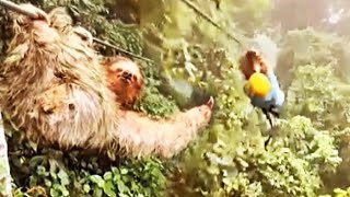 Sloth Stops Zipline Rider in Rainforest