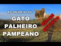 Gato-Palheiro-Pampeano (Raríssimo)