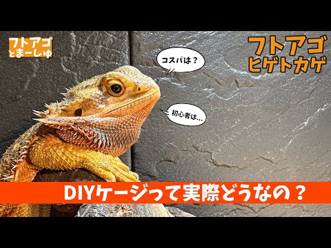 Bearded Dragon] What is a DIY cage really like? - YouTube