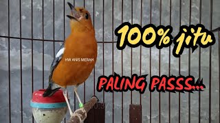TERAPI ANIS MERAH MACET PALING AMPUH TERBUKTI JADIKAN ANIS MERAH BUNYI GACOR SETIAP HARI 