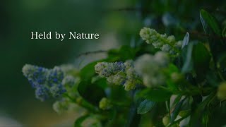 ASMR 🎧 Held by Nature | Healing 4K Nature Video | Mindfulness Presence Awareness 