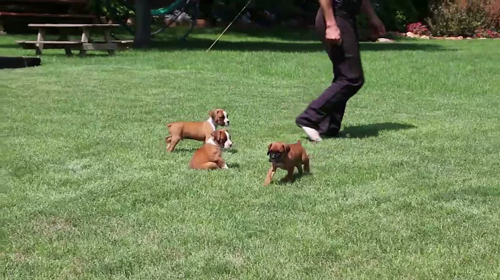 Boxer Puppies For Sale Sol & Elizabeth Stoltzfus 1