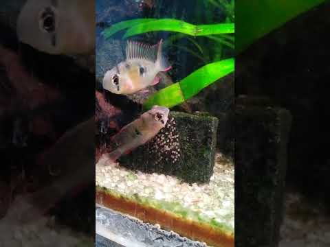 Боливийская бабочка (Mikrogeophagus altispinosus)