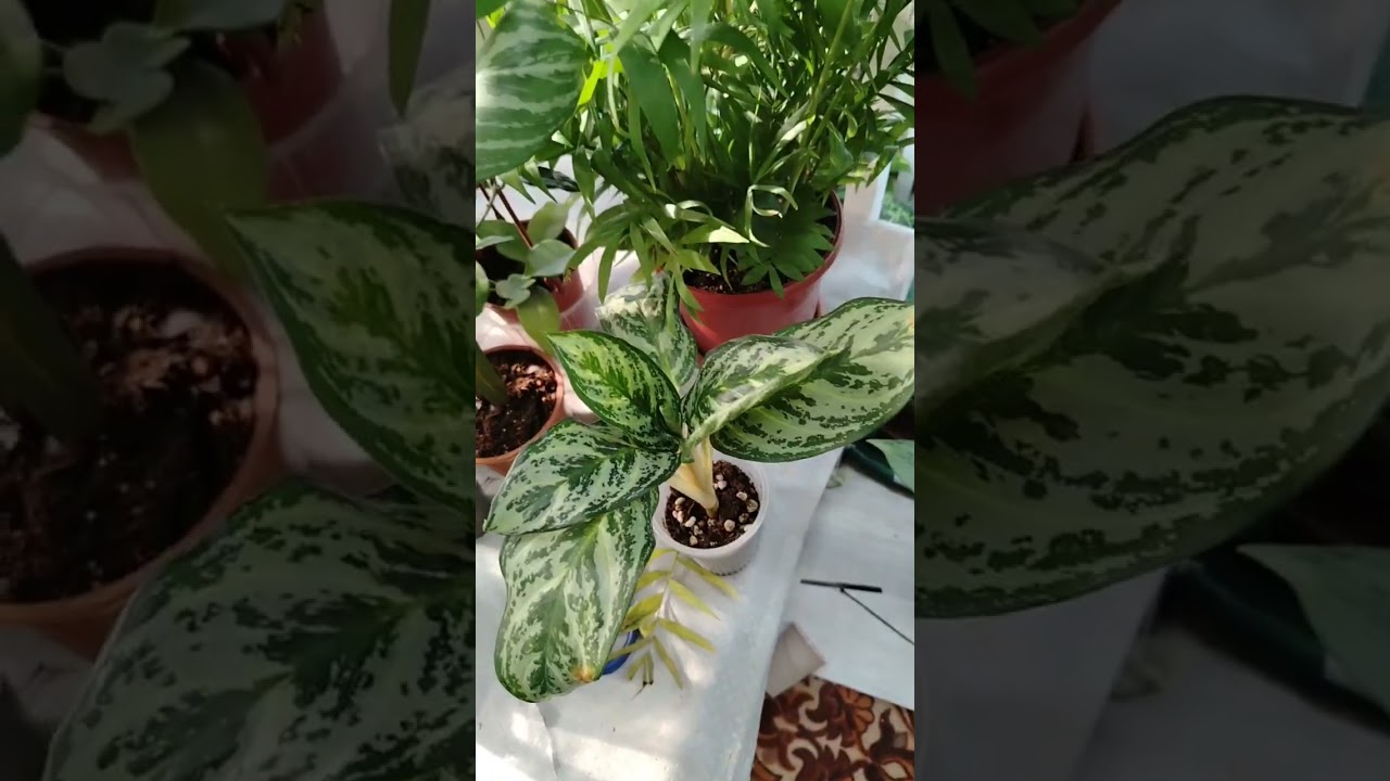 Хона гулларини барг  саргайиш сабаблари 1 кисм