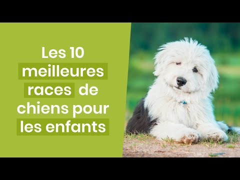 Vidéo: Les 10 meilleures races de chiens pour enfants
