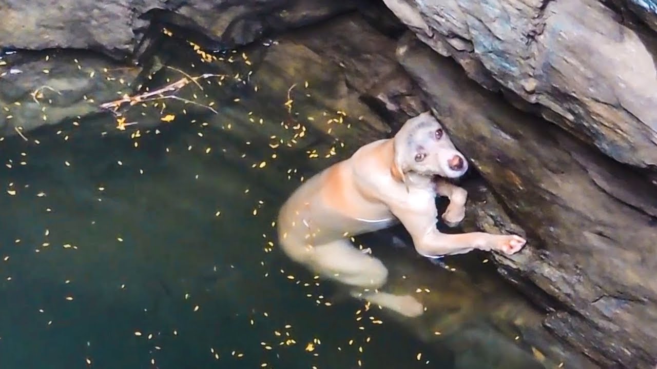 15 Amazing Animal Rescues - YouTube