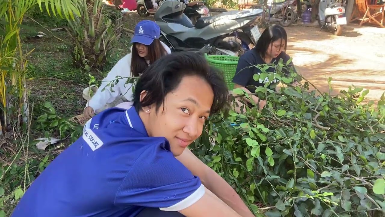 เด็ดใบมะกรูด