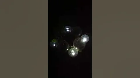 Night Bird Chirping