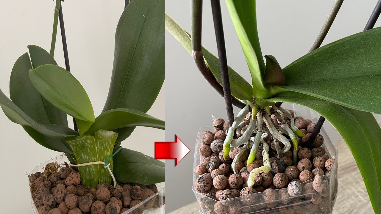 Orkidenin BirÇok Kök Ve Çiçek Dalı Çıkarıp Hızlı Gençleşebilmesi İçin Bunu Deneyin