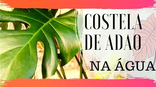 costeladeadaonaagua #muda COMO FAZER MUDA DE COSTELA DE ADÃO NA ÁGUA -  thptnganamst.edu.vn