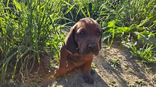 Redbone Coonhound puppies are super happy tail waggin' babies!!