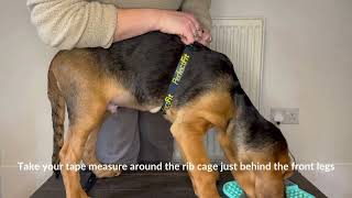 How to Measure your Puppy's Girth