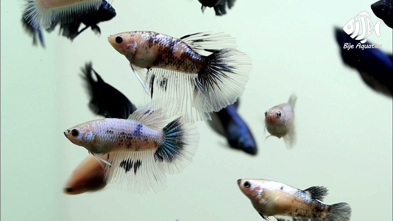 FEEDING BABY BETTA Fish With Bloodworms YouTube