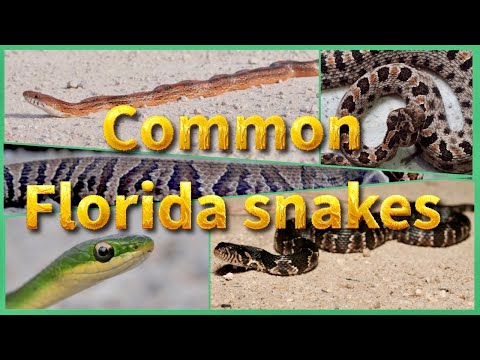 Florida’s 14 Most Common Snakes Every Resident Should Know (2026)
