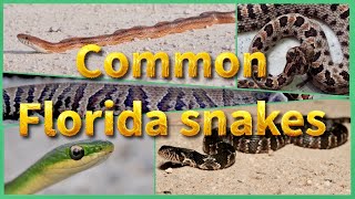 Florida’s 14 Most Common Snakes Every Resident Should Know (2026)