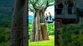 Chainsaw JCB Operator Battles Giant Baobab Tree🌳😱#shorts #stihl#epicmachines#wood #powertools#viral