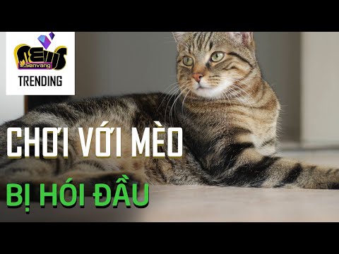 Video: Hói đầu ở Mèo