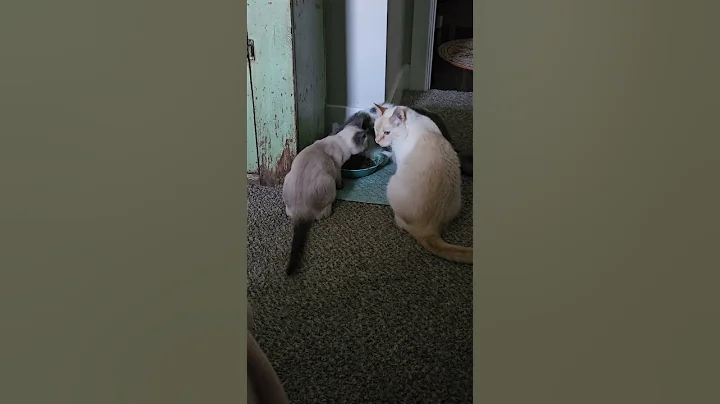 Video 11609481: maine coon mix, flame point siamese