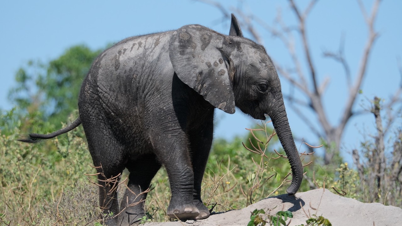 Wild Healing] The Adorable Daily Life of a Baby Elephant Playing