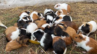 Guinea Pigs Are Familiar With Chicken Food | Nong Trai Pet