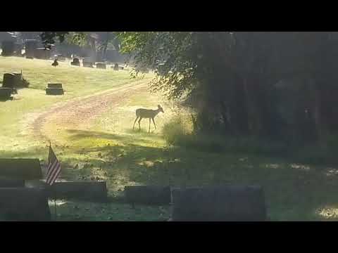 Deer Of The Dead  (Part 3)