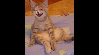 Ах, эти забавные животные! Ах, эти забавные животные!