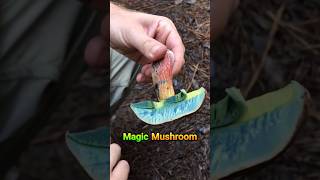 Why are Magic Mushrooms banned in India? 🍄🤔 #facts #mushroom #viral #shorts