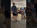 Cool evening music dogs food Manila! #appearance #expatjourney #philippines #travel