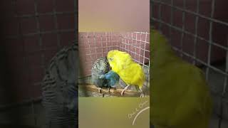 Chi And Chu Parakeet Birds Preening Parakeets Blue And Yellow Budgerigars