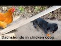 Dachshunds &amp; Chickens together on a sunny day.