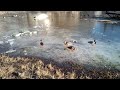 Кряквы на озере (Славянск, март 2023)