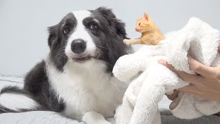 Rescued Kitten Becomes Madly Obsessed With Border collie 100 Times His Size