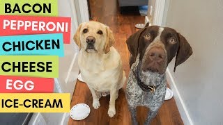 Dog's Walk of Temptation (Ultimate TEST)