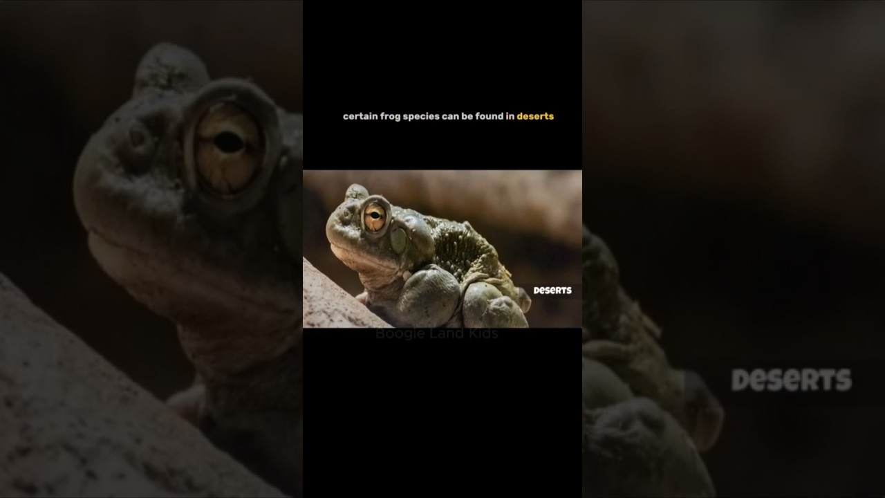 Have You Ever Seen So Many Frogs in One Place? 