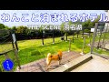 【犬と泊まれるホテル】広大なドッグランが最高!THE SCENE 浜名湖へ宿泊【豆柴ころた】Family trip with your dog