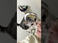 我真的拥有一只超好超棒的小猫! #猫 #怀孕养猫