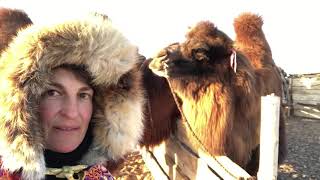 CHEWBACCA THE SPITTING CAMEL 🐫