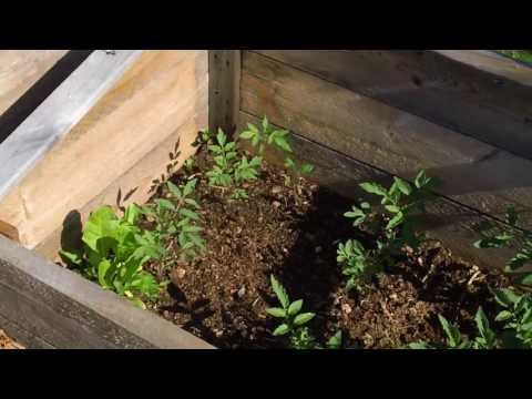 Growing Tomatoes in a Cold Climate